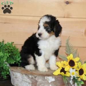 Peach – F1, Bernedoodle Puppy